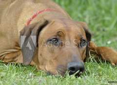 Samolepka flie 100 x 73, 83953223 - dog on the grass - pes na trv