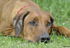 Samolepka flie 145 x 100, 83953223 - dog on the grass