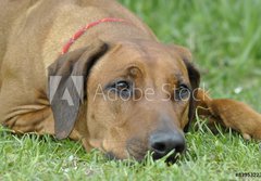 Fototapeta184 x 128  dog on the grass, 184 x 128 cm