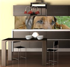Fototapeta do kuchyn flie 260 x 60, 83953223 - dog on the grass