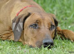 Samolepka flie 270 x 200  dog on the grass, 270 x 200 cm