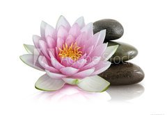 Samolepka flie 145 x 100  Fleur de lotus et galets zen, 145 x 100 cm