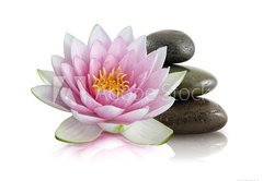 Fototapeta vliesov 145 x 100, 8408992 - Fleur de lotus et galets zen