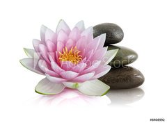 Fototapeta pltno 330 x 244, 8408992 - Fleur de lotus et galets zen