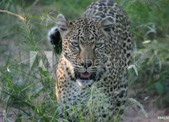 Fototapeta pltno 160 x 116, 8415986 - leopard