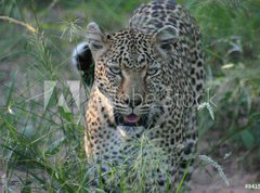 Fototapeta vliesov 270 x 200, 8415986 - leopard