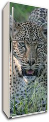 Samolepka na lednici flie 80 x 200, 8415986 - leopard