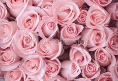 Fototapeta145 x 100  pink rose flower bouquet vintage background, 145 x 100 cm