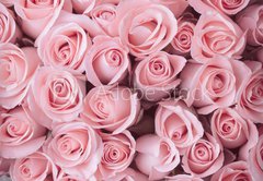 Fototapeta plátno 174 x 120, 84365543 - pink rose flower bouquet vintage background - růžová růže květ kytice vinobraní pozadí