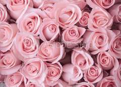 Samolepka fólie 200 x 144, 84365543 - pink rose flower bouquet vintage background - růžová růže květ kytice vinobraní pozadí