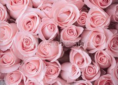 Fototapeta200 x 144  pink rose flower bouquet vintage background, 200 x 144 cm