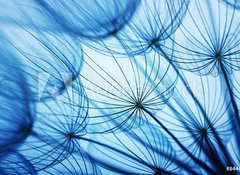Samolepka flie 100 x 73, 84440352 - Dandelion