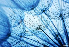 Samolepka flie 145 x 100, 84440352 - Dandelion