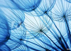 Fototapeta papr 160 x 116, 84440352 - Dandelion