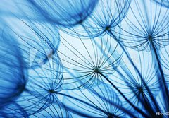 Fototapeta papr 184 x 128, 84440352 - Dandelion