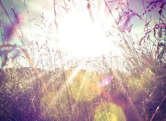 Samolepka flie 100 x 73, 84657670 - Sun rays on a meadow