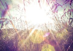 Fototapeta papr 184 x 128, 84657670 - Sun rays on a meadow