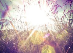 Fototapeta pltno 240 x 174, 84657670 - Sun rays on a meadow