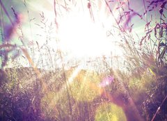 Fototapeta papr 254 x 184, 84657670 - Sun rays on a meadow