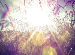 Fototapeta pltno 330 x 244, 84657670 - Sun rays on a meadow