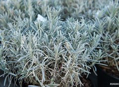 Samolepka flie 100 x 73, 84844244 - Lavender in a flower shop.