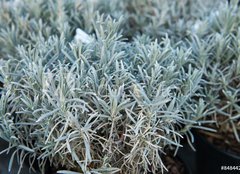 Fototapeta pltno 160 x 116, 84844244 - Lavender in a flower shop.
