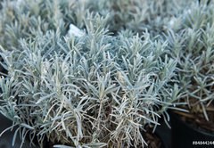 Fototapeta pltno 174 x 120, 84844244 - Lavender in a flower shop.