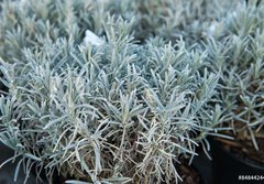Fototapeta papr 184 x 128, 84844244 - Lavender in a flower shop.
