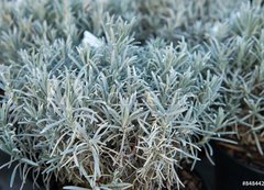 Samolepka flie 200 x 144, 84844244 - Lavender in a flower shop.