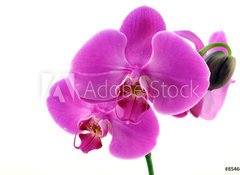 Fototapeta100 x 73  Orchidea fiorita, 100 x 73 cm