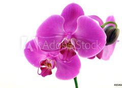 Fototapeta pltno 160 x 116, 8546686 - Orchidea fiorita