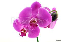 Fototapeta174 x 120  Orchidea fiorita, 174 x 120 cm
