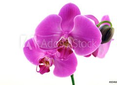 Fototapeta200 x 144  Orchidea fiorita, 200 x 144 cm