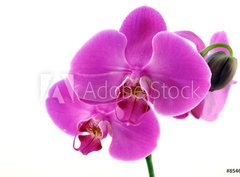 Fototapeta330 x 244  Orchidea fiorita, 330 x 244 cm