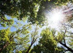 Fototapeta pltno 160 x 116, 86048117 - A ray of sunlight in the trees - Slunen paprsky ve stromu