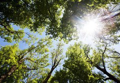 Fototapeta pltno 174 x 120, 86048117 - A ray of sunlight in the trees