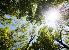 Fototapeta pltno 240 x 174, 86048117 - A ray of sunlight in the trees - Slunen paprsky ve stromu
