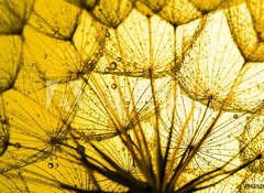 Fototapeta100 x 73  close up of dandelion on the golden background, 100 x 73 cm