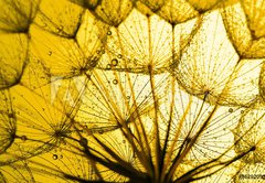 Fototapeta145 x 100  close up of dandelion on the golden background, 145 x 100 cm