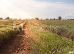 Samolepka flie 100 x 73, 86512213 - Harvested lavender field - Sbr levandule pole