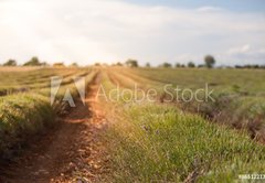 Samolepka flie 145 x 100, 86512213 - Harvested lavender field - Sbr levandule pole