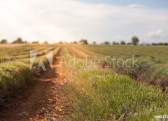 Fototapeta vliesov 200 x 144, 86512213 - Harvested lavender field - Sbr levandule pole