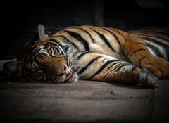 Fototapeta100 x 73  bengal tiger sleeping, 100 x 73 cm