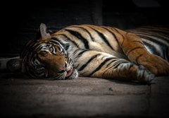 Fototapeta184 x 128  bengal tiger sleeping, 184 x 128 cm