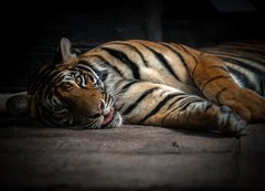 Fototapeta vliesov 200 x 144, 86701191 - bengal tiger sleeping
