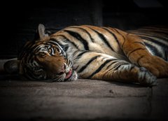 Samolepka flie 200 x 144  bengal tiger sleeping, 200 x 144 cm