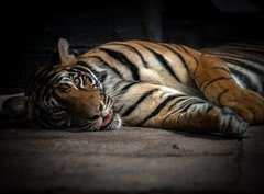 Fototapeta330 x 244  bengal tiger sleeping, 330 x 244 cm