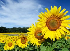 Fototapeta100 x 73  Tournesols, 100 x 73 cm