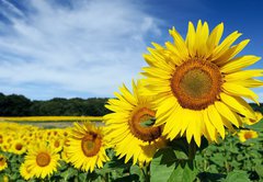 Samolepka flie 145 x 100, 8672115 - Tournesols