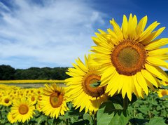 Samolepka flie 270 x 200, 8672115 - Tournesols